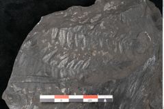 Foto (Detailansicht) von Asplenium hochstetteri Unger (NHMW-GEO-2024-0188-10299)